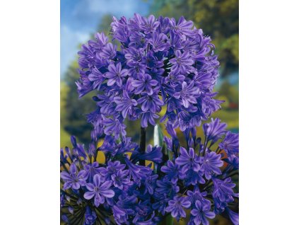 Kalokvět 'Blue giant' 1 ks