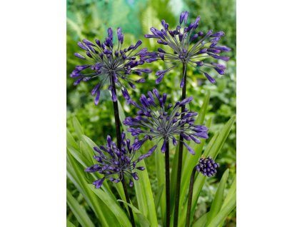 DW 06 0232 Agapanthus Intermedius