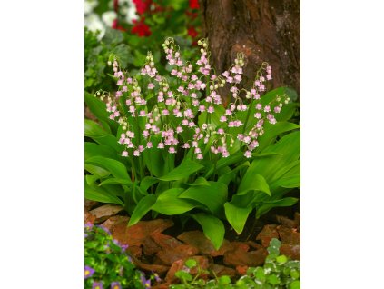 Konvalinka 'Rosea majalis' 1 ks