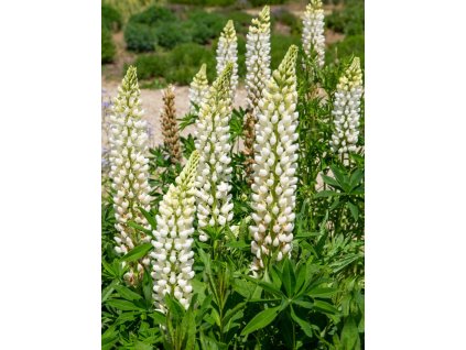 lupinen lupinus picture id1220823771