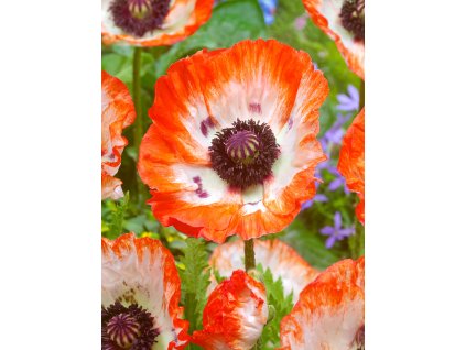 FA 15 0507 Papaver orientale Pinnacle