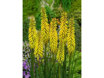 FA 16 0584 Kniphofia Sunningdale Yellow
