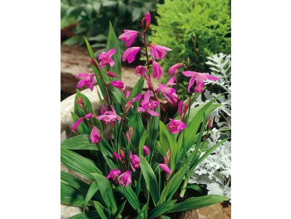 5285 orchidej vzprimena striata pink 1 ks