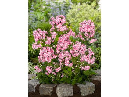 FA 07 0124 Phlox Peppermint Twist