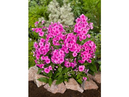 FA 07 0121 Phlox Cosmopolitan