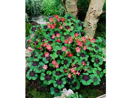JG 00 146 Oxalis Iron Cross