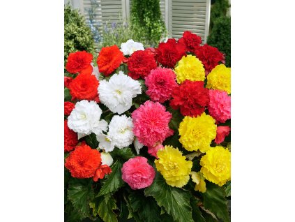 FA 15 0653 Begonia Fimbriata Mixed