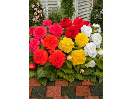 FA 15 0646 Begonia Double Mixed