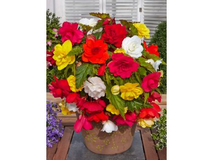FA 15 0644 Begonia Cascade Mixed