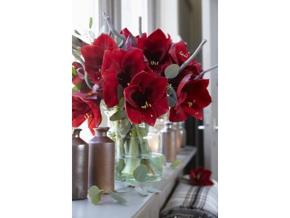 5357 1 hvezdnik royal velvet 1 ks