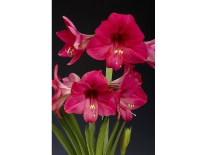 5363 1 hvezdnik pink rival 1 ks