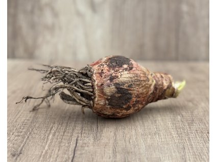 Hvězdník 'Desire' 1 ks