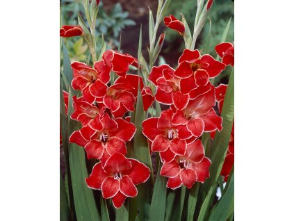 elbo04169