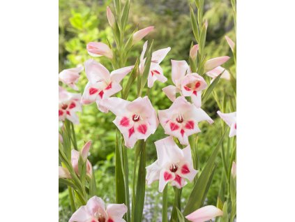 5525 1 mecik nanus elvira 5 ks