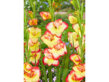gladiolus sword lily orange purple gladiolus flower flowers in summer picture id1288645773