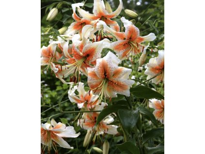 A587C0C1 BB86 4697 A000 DDB61364C89C