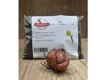 Lilie 'Roselily Anouska' 1 ks
