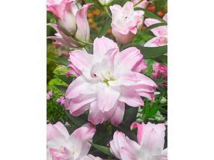 FA 17 0464 Lilium Soft Music