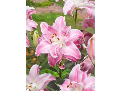 5564 1 lilie sweet rosy 1 ks