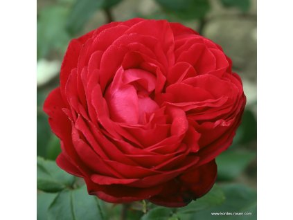 5876 3 velkokveta ruze kordes tiamo 2l kontejner