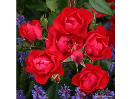 Black Forest Rose 0