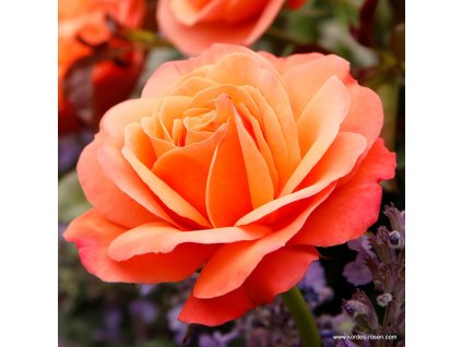 Coral Lions Rose 00
