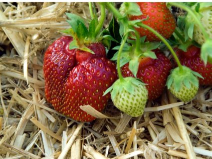 big red strawberries picture id182812242