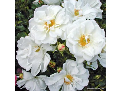 5912 4 mnohokveta ruze kordes diamant 2l kontejner