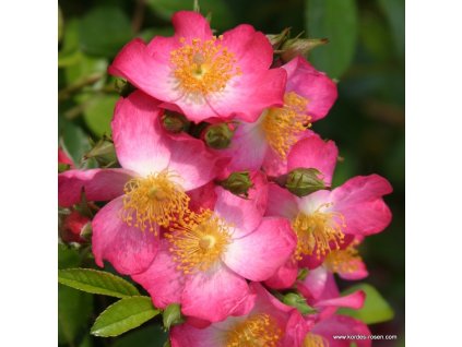 5924 3 pudopokryvna ruze kordes juanita 2l kontejner