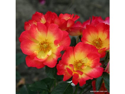 5933 3 mnohokveta ruze kordes summer of love 2l kontejner