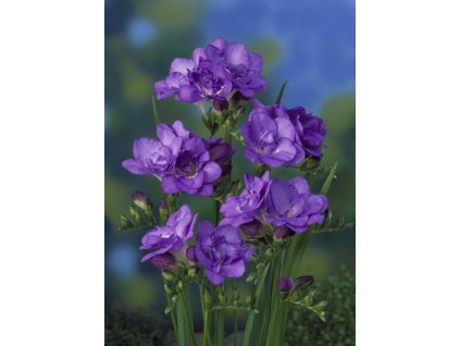 vima07480