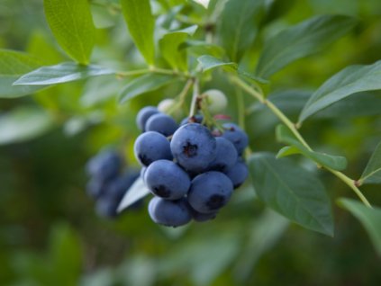 blueberries vaccinium corymbosum high huckleberry blush with an of picture id1166668473