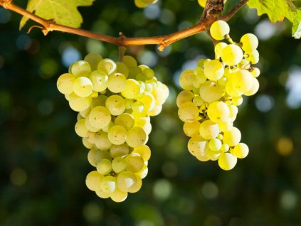 Vinna Reva Vostorg (odolnost vůči, Vinné Révy Vostorg, jsou velké, Prevence zahrnuje, proslunění provzdušnění) Vinna Reva Vostorg