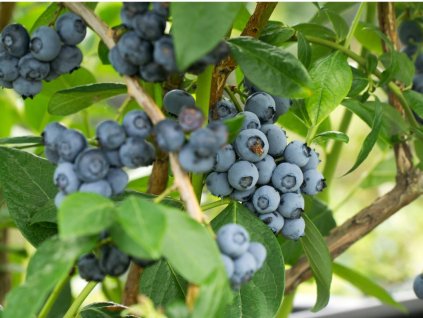fresh blueberrys on the branch on a blueberry field farm picture id939780642