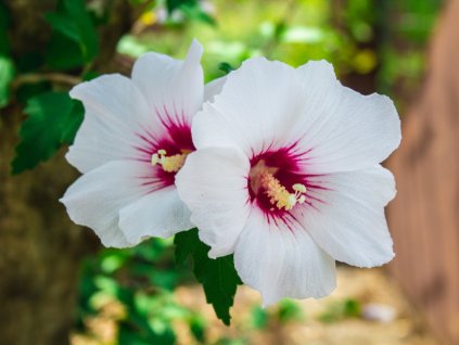 hibiscus syriacus picture id1221171677