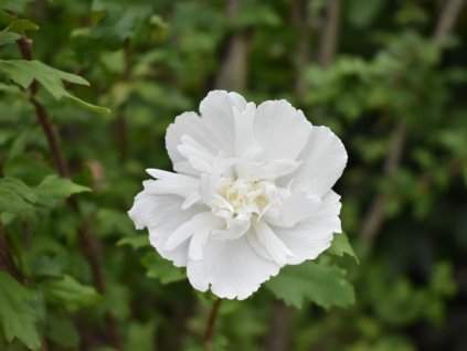 hibiscus syriacus blooming on the roadside picture id1272517417