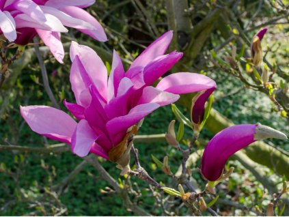 6440 1 magnolie betty