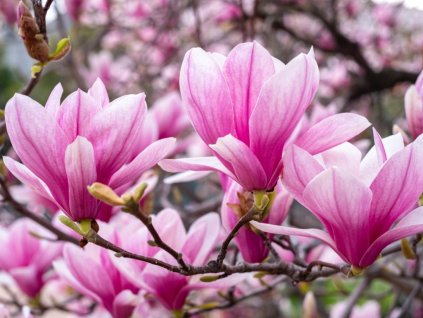 magnolia flowers picture id1211209119