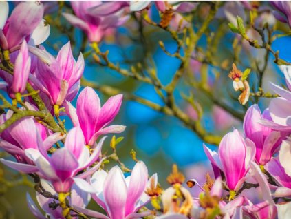 closeup of beautiful magnolia flowers picture id1289616910