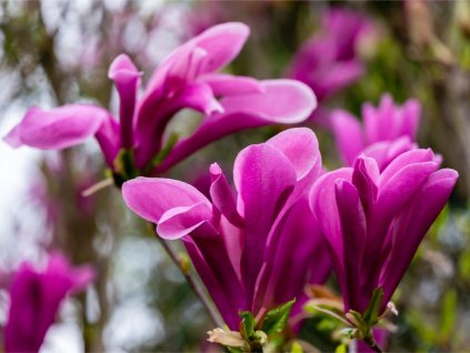 6449 1 magnolie susan