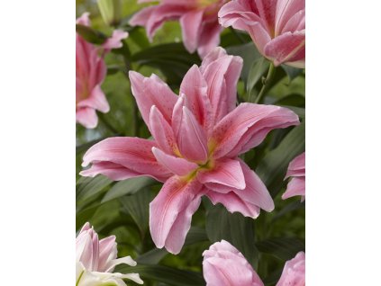 6551 lilie roselily juana 1 ks
