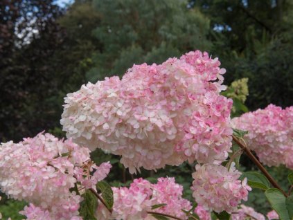 pink flower heads of a paniculate hydrangea shrub in a country in picture id1262683441