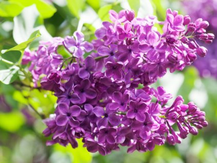 macro view blossoming syringa lilac bush springtime landscape with picture id1281158492