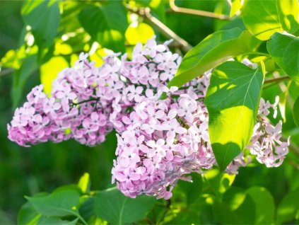 blossoming branch of light purple lilac syringa vulgaris flowers on picture id1173760579