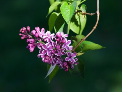 lilac flowering on branch picture id106475325
