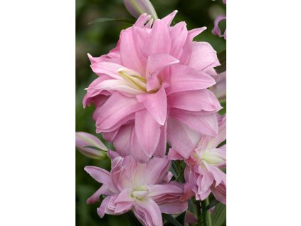 Lilie 'Lotus Breeze' 1 ks