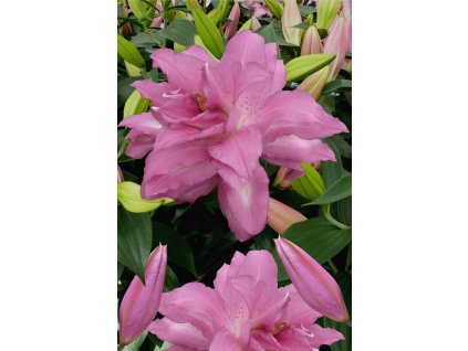 Lilie 'Lotus Dream' 1 ks