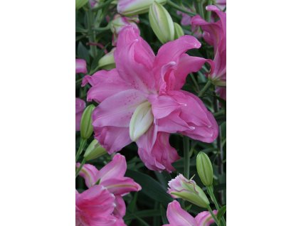 Lilie 'Lotus Joy' 1 ks
