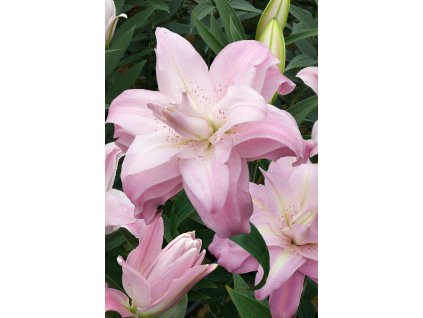 Lilie 'Lotus Queen' 1 ks