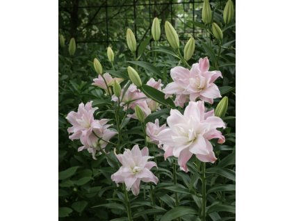 9EC11AE3 C323 4CCA 88B9 47B4B4ABFFDE